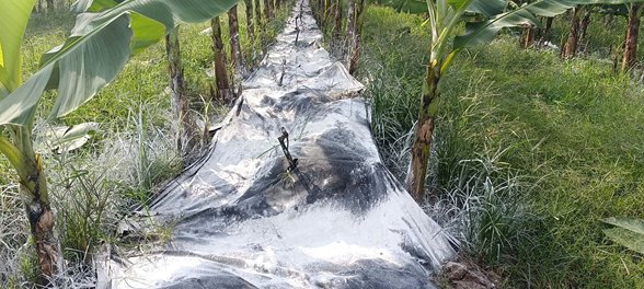 Vải không dệt trải quanh gốc cây chuối ngoài vườn